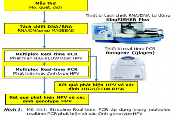 Tests for detection and identification of HPV INFRASTRUCTURE AND EARLY DETECTION OF Cervical Cancer