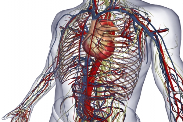 Anatomy for Beginners Lesson 1 Movement vi 3