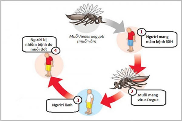 How to recognize and prevent dengue fever