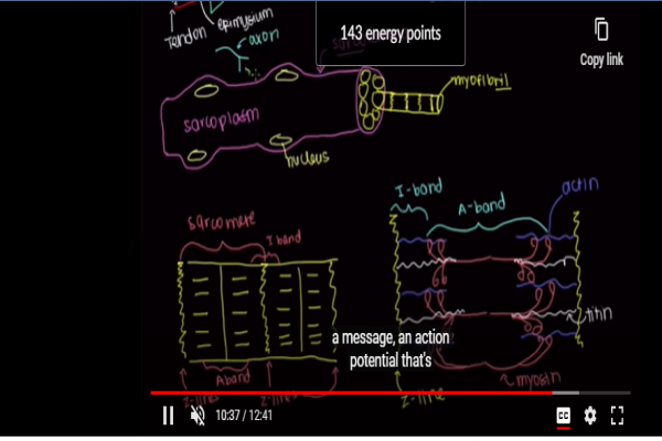 Anatomy of a skeletal muscle cell