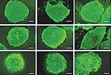 Đột phá mới trong nghiên cứu tế bào gốc