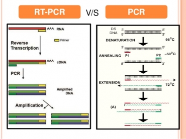 PCR test in medical diagnosis